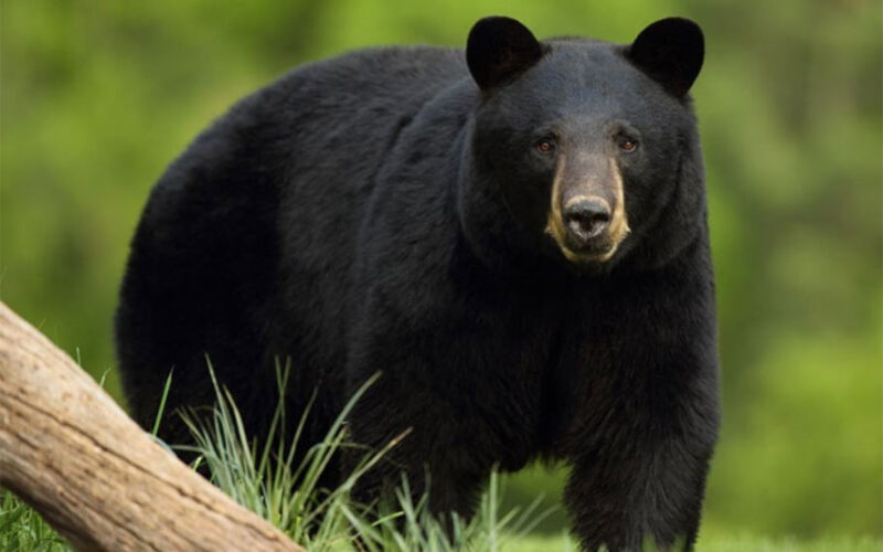 भालुको आक्रमणबाट तनहुँमा एक जना घाइते