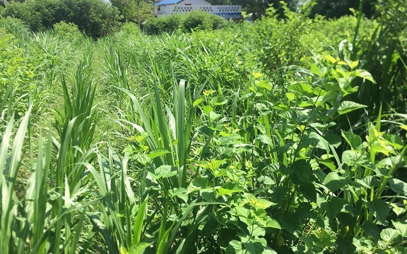 गौ संरक्षणका लागि घाँस रोपिने