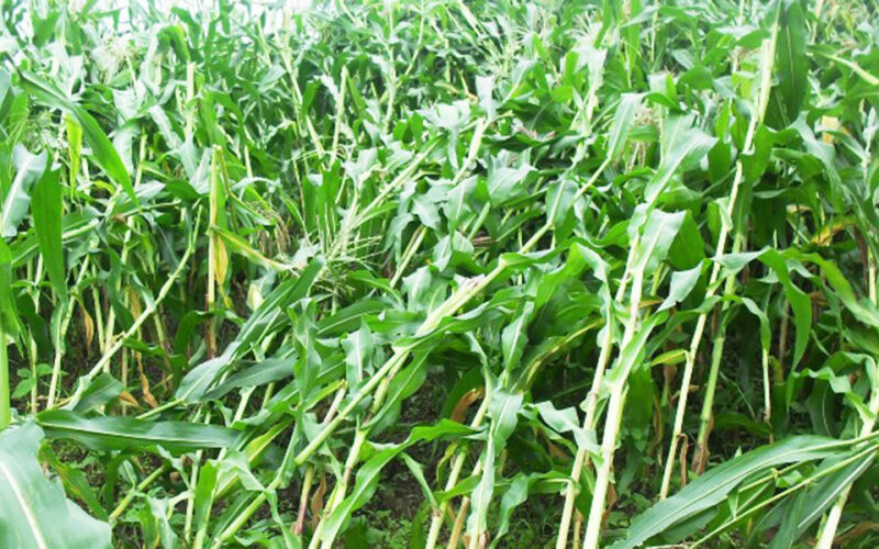 लगातारको हावाहुरीका कारण निरास छन् महोत्तरीका किसान