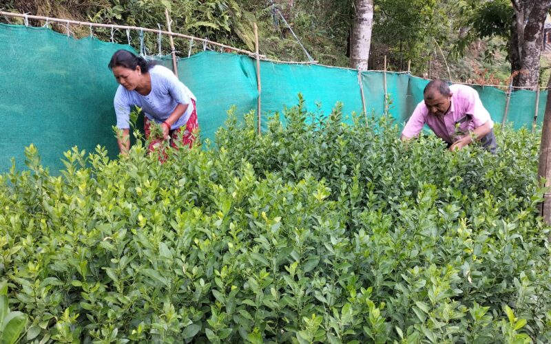 गुल्मीका नर्सरीमा उत्पादित बिरुवाहरुलाई बजारीकरणको समस्या